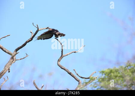 L'aigle couronné (Stephanoaetus coronatus) en Zambie Banque D'Images