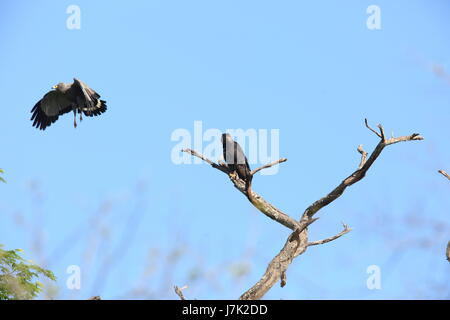 L'aigle couronné (Stephanoaetus coronatus) en Zambie Banque D'Images