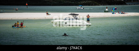 Natation les dauphins le long de la plage de la Floride. Banque D'Images