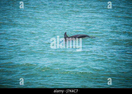 Natation les dauphins le long de la plage de la Floride. Banque D'Images