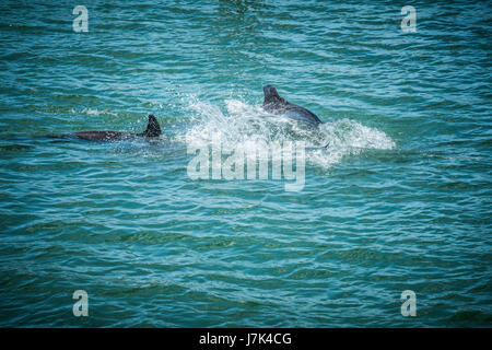 Natation les dauphins le long de la plage de la Floride. Banque D'Images