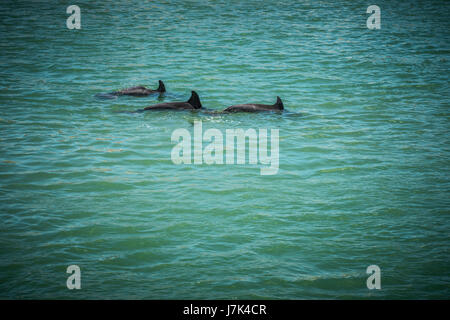 Natation les dauphins le long de la plage de la Floride. Banque D'Images