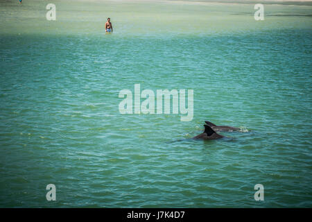 Natation les dauphins le long de la plage de la Floride. Banque D'Images