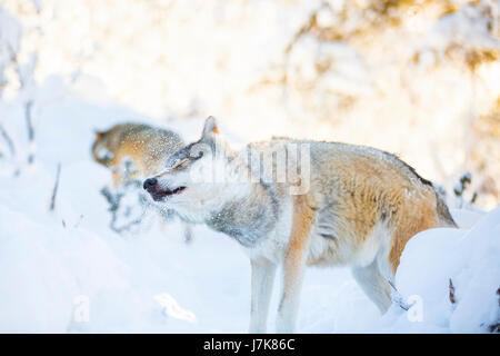 Wolf se débarrasser de la neige en forêt d'hiver Banque D'Images