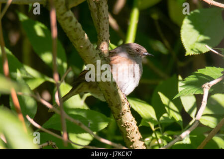 Nid (Prunella modularis) oiseau perché sur branche. Oiseau de la famille des Prunellidae assis parmi une végétation dense Banque D'Images