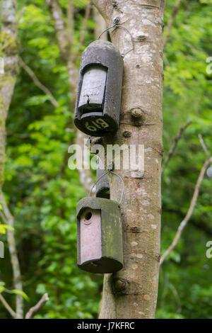 Bat fort et d'oiseaux fort attaché à l'arbre. Les perchoirs artificiels fournis pour la faune et la pendaison de tronc de chêne arbre dans la nature reserve Banque D'Images