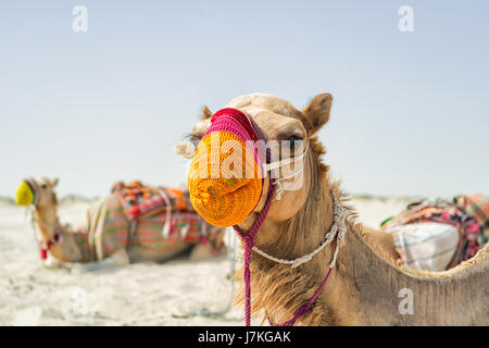 Les chameaux colorés dans le désert. Mer Intérieure, au Qatar, au Moyen-Orient. Banque D'Images