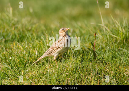 Alouette des champs (Alauda arvensis) sur le sol jusqu'à. Petit oiseau brun dans la famille Alaudidae à skyward Banque D'Images