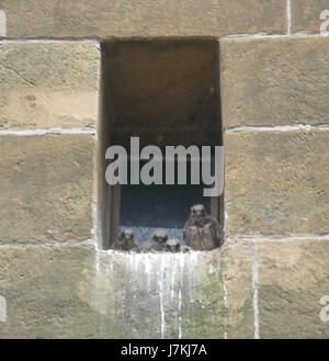 Le Turmfalken de 2011 fait référence à une espèce d'oiseau, le faucon pèlerin (Falco peregrinus), observé à l'état sauvage en 2011. Le pèlerin est connu pour sa vitesse et ses compétences de chasse, habitant souvent des zones de haute altitude telles que des falaises et de grands bâtiments. Banque D'Images