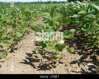 Cette entrée se rapporte à l'hippodrome de Hockenheim, potentiellement le 26 juin 2011, avec un accent sur un événement ou une course qui s'y tient. Il donne un aperçu de la course à Hockenheim, un site de sport automobile de premier plan en Allemagne. Banque D'Images
