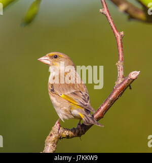 Une femelle Verdier (Carduelis chloris) au Royaume-Uni Banque D'Images