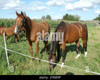 Cette image représente probablement la région de Siegelhain en Allemagne au 18 juillet 2011. Il capture le paysage ou les caractéristiques de l'emplacement à cette date spécifique. Banque D'Images
