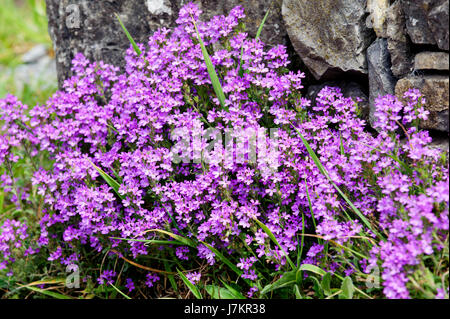 Conte de la digitale pourpre, la trientale boréale (Erinus alpinus) - fleurs indigènes en Irlande, Europe Banque D'Images