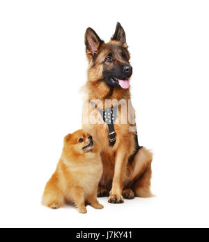 Studio portrait de berger allemand Junior et pomeranian. Grands et petits chiens isolé sur fond blanc.