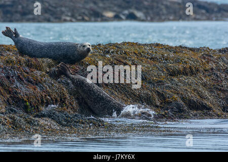 Les phoques communs au large de l'île de Coll Ecosse Banque D'Images