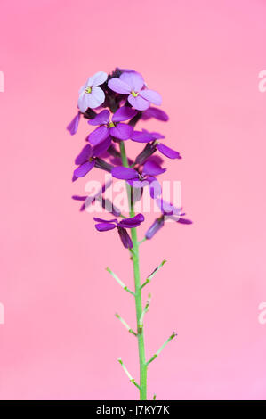 Giroflée mauve sur fond rose Banque D'Images