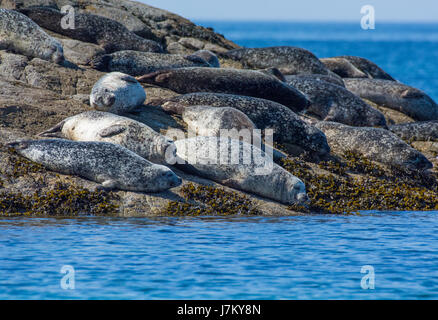 Les phoques communs au large de l'île de Coll Ecosse Banque D'Images