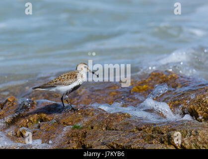 Un Bécasseau variable solitaires sur la plage à Feall Bay à l'île de Coll Ecosse Banque D'Images