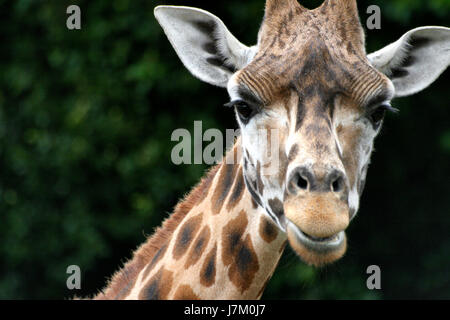 Close up de girafe en face du Parc de la faune Banque D'Images