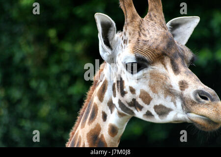 Close up de girafe en face du Parc de la faune Banque D'Images