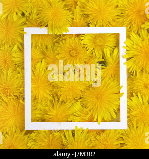 Cadre blanc sur fond de fleurs jaunes. Printemps, été concept. Mise à plat, vue du dessus Banque D'Images