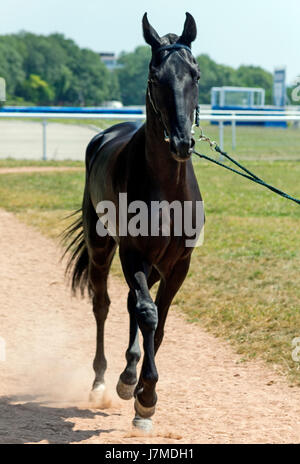 Portrait de chevaux Akhal-teke Banque D'Images