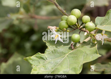 Peu d'aubergines ou la Turquie berry des fruits sur l'arbre Banque D'Images