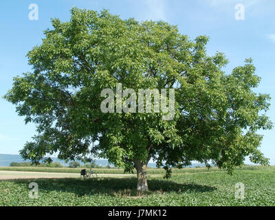 Ce titre fait référence à une photographie ou étude d'un noyer (Walnussbaum) prise à Plankstadt, en Allemagne, le 2 août 2011. L'image met probablement en évidence les caractéristiques de l'arbre et l'environnement environnant. Banque D'Images