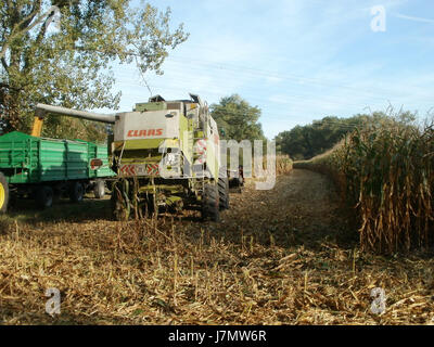 Cette image représente probablement une scène de la récolte de maïs ('Maisernte') à Rheinhausen, datée du 29 septembre 2011. La photo capture les activités agricoles, en se concentrant sur la récolte de maïs dans cette région. Banque D'Images