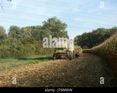 Cette image capture la récolte de maïs à Rheinhausen le 29 septembre 2011. La récolte est un élément essentiel des activités agricoles dans la région, reflétant les pratiques agricoles locales et la production agricole. Banque D'Images