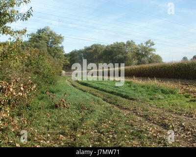 Cette image peut représenter la récolte de maïs à Rheinhausen le 29 septembre 2011. La récolte du maïs est une activité agricole importante dans la région, contribuant à la production alimentaire locale. Banque D'Images