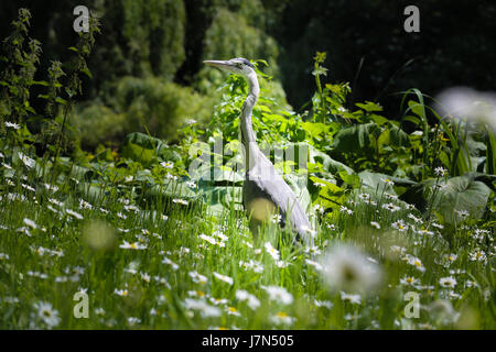 Londres, Royaume-Uni. 25 mai, 2017. Un héron à St James Park. Credit : Dinendra Haria/Alamy Live News Banque D'Images