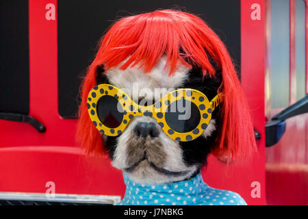 Shanghai, Shanghai, Chine. 6 mai, 2017. Shanghai, Chine - Mai 2017 : 6 (usage éditorial uniquement. Chine OUT) .Les animaux domestiques Rock exposition peut être vu à un centre commercial à Shanghai, le 5 mai 2017. Animaux domestiques Rock, conçue par Mark Polyblank et Kate Polyblank, les maillages des célébrités et divers animaux pour montrer ce qu'un monde de fous dans lequel nous vivons. Crédit : SIPA Asie/ZUMA/Alamy Fil Live News Banque D'Images