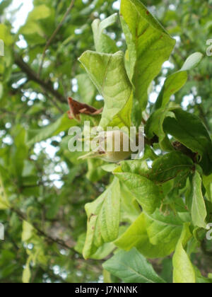 Le titre fait référence à une image ou étude de l'Oftersheimer Duenen, dunes situées en Allemagne, capturée le 24 juin 2012. Ces dunes font partie d'un paysage naturel, probablement étudié pour la recherche environnementale ou géographique. Banque D'Images