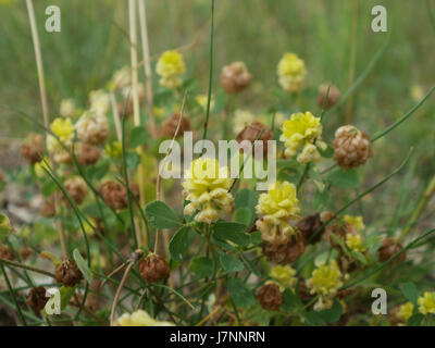 Le titre fait référence aux dunes d'Oftersheimer, un site naturel situé en Allemagne. Les dunes sont une caractéristique naturelle importante, connue pour leur valeur écologique et leur paysage unique. Banque D'Images