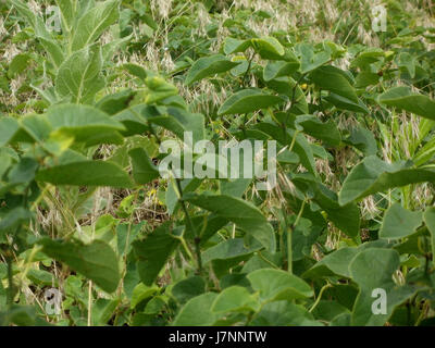 Le titre fait référence aux dunes d'Oftersheimer, un paysage de dunes de sable naturel dans la région d'Oftersheim en Allemagne. Les dunes sont connues pour leur importance écologique et leur biodiversité. Banque D'Images