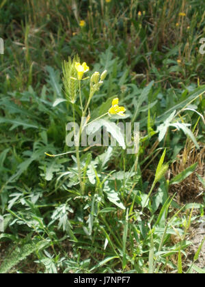 Cette entrée fait référence à un événement ou lieu lié à Wilde Rauke à Hockenheim, peut-être un événement public ou une importance culturelle locale, daté du 6 juillet 2012. Banque D'Images