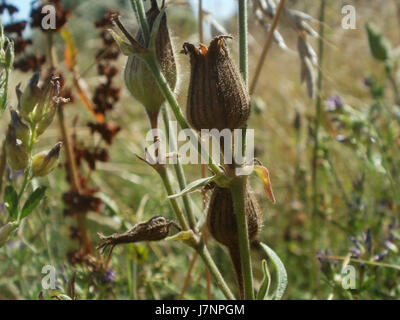Ce titre fait probablement référence à une image ou à un événement impliquant le 'Weisse Lichtnelke', une espèce végétale, à Hockenheim, en Allemagne, peut-être lié à un événement botanique ou environnemental en 2012. Banque D'Images