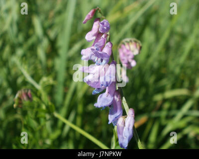 Ce titre fait probablement référence à un lieu ou à un événement lié à Vogelwicke à Hockenheim, dans la région de Rheinbogen. La région de Hockenheim est connue pour son importance historique et son paysage naturel. Banque D'Images
