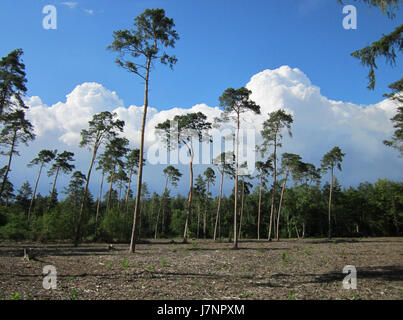 Ce titre fait probablement référence à une image du 15 juillet 2012 de Waldkiefern (forêts de pins) à Hockenheim, en Allemagne, capturant la beauté naturelle du paysage. Banque D'Images