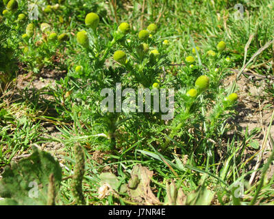Ce titre fait référence à une image ou un document du 23 juillet 2012, lié à St Arnualer Wiesen, représentant possiblement un événement ou un paysage associé à ce lieu. Banque D'Images