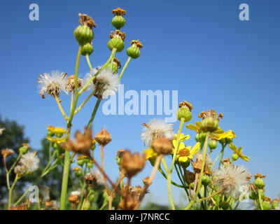 Photographie de Jacobaea vulgaris, communément appelée ragwort, prise près de Reilingen, Allemagne, le 26 juillet 2012. L'image capture les fleurs jaunes distinctives de la plante dans leur habitat naturel. Banque D'Images