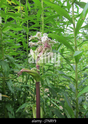 L'image '20120808St Arnualer Wiesen04' fait probablement référence à une scène d'un lieu ou d'un événement particulier à Arnualer Wiesen, un site en Allemagne. L'image peut capturer un moment d'importance historique ou environnementale dans la région le 8 août 2012. Banque D'Images