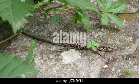 Il s'agit d'un événement ou d'un lieu associé à l'événement Arnualer Wiesen le 8 août 2012. Il peut être lié à un événement historique ou culturel sur ce site spécifique, éventuellement lié à un festival ou à un rassemblement local. Banque D'Images