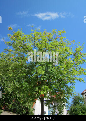 Le titre fait référence à une date précise, le 15 août 2012, marquant probablement un événement ou un événement lié à Eberesche à Hockenheim, en Allemagne. Un contexte plus approfondi pourrait clarifier l'importance de la date ou de l'événement qui y est associé. Banque D'Images