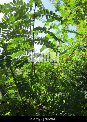 La photographie de 20120906Robinie Hockenheim capture un moment dans le Hockenheimring, connu pour son histoire de course en Allemagne. Cette image peut montrer la région lors d'un événement ou d'une saison spécifique en 2012, capturant l'énergie de la culture du sport automobile. Banque D'Images