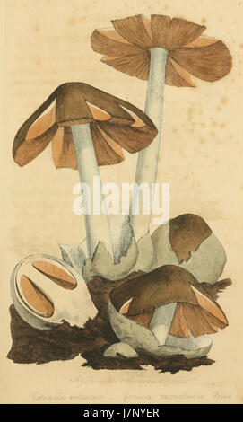 *Figures colorées de champignons anglais* est une œuvre botanique représentant diverses espèces de champignons. Le volume 13 présente des illustrations détaillées de champignons trouvés en Angleterre, contribuant à l'étude de la botanique britannique. Banque D'Images