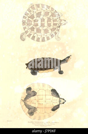 Batagur baska Hardwicke Banque D'Images