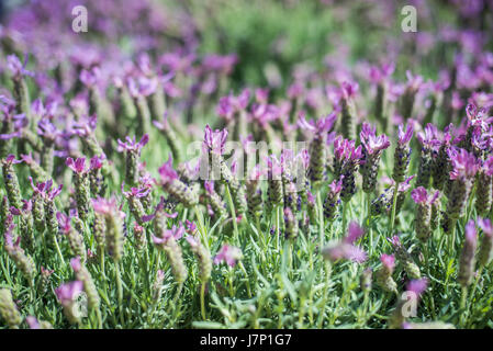 Bush lavande close up, de nombreuses fleurs violet pourpre sur fond flou artistique Banque D'Images