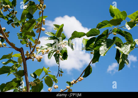 White mulberry tree branch les fruits et les feuilles contre le ciel bleu Banque D'Images